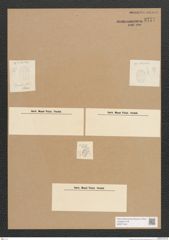 Diatomeae indet. Zeichnungen Sammlung Grunow Nr. 3777 (NHMW-BOT-W0371444)